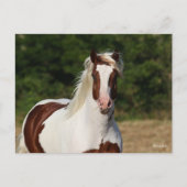 Carte Postale Bob Langrish | Capture d'écran Pinto Haflinger (Devant)
