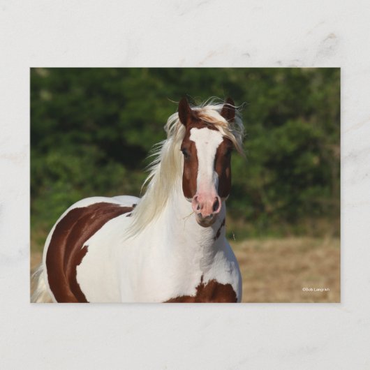 Carte Postale Bob Langrish | Capture d'écran Pinto Haflinger (Devant)