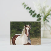Carte Postale Bob Langrish | Capture d'écran Pinto Haflinger (Debout devant)