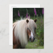 Carte Postale Bob Langrish | Capture d'écran Shetland Pony avec (Devant / Derrière)