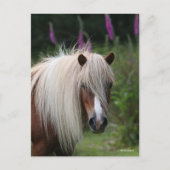 Carte Postale Bob Langrish | Capture d'écran Shetland Pony avec (Devant)