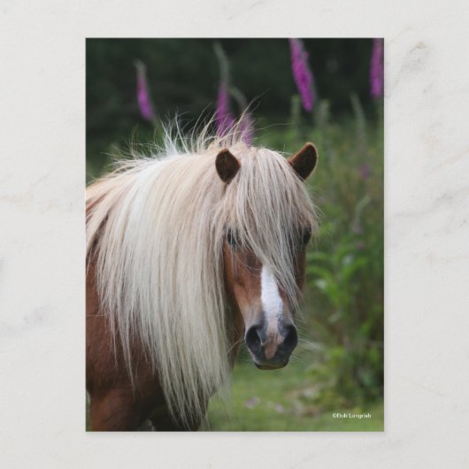 Carte Postale Bob Langrish | Capture d'écran Shetland Pony avec (Devant)