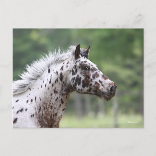 Carte Postale Bob Langrish | Capture d'écran Spotty Knapstrupper (Devant)