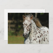 Carte Postale Bob Langrish | Capture D'Écran Spotty Pony Of Amer (Devant / Derrière)