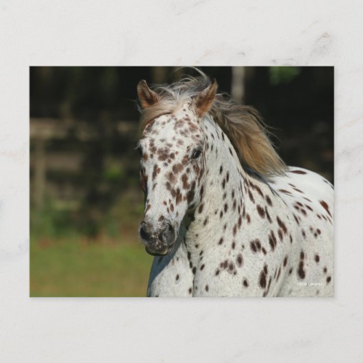 Carte Postale Bob Langrish | Capture D'Écran Spotty Pony Of Amer (Devant)