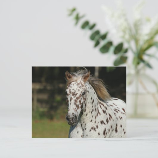 Carte Postale Bob Langrish | Capture D'Écran Spotty Pony Of Amer (Debout devant)