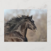 Carte Postale Bob Langrish | Casque andalou de Mane Flow (Devant)