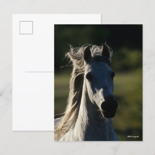 Carte Postale Bob Langrish   Casque Andalou gris rétroéclairé