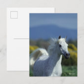 Carte Postale Bob Langrish | Casque arabe gris (Devant / Derrière)