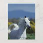 Carte Postale Bob Langrish | Casque arabe gris (Devant)