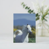 Carte Postale Bob Langrish | Casque arabe gris (Debout devant)