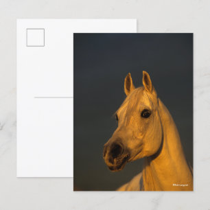 Carte Postale Bob Langrish   Casque arabe gris au coucher du sol