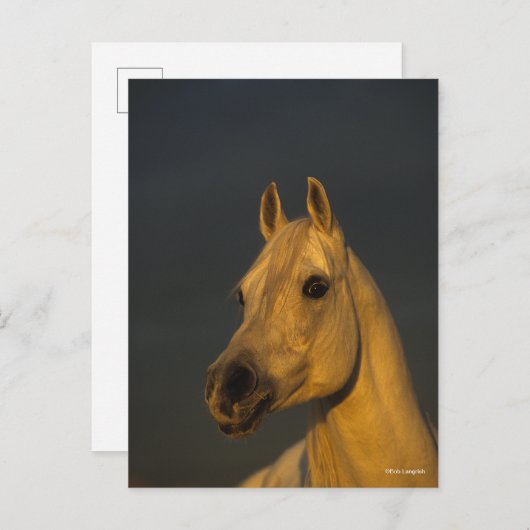 Carte Postale Bob Langrish | Casque arabe gris au coucher du sol (Devant / Derrière)