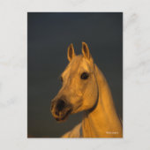 Carte Postale Bob Langrish | Casque arabe gris au coucher du sol (Devant)