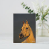 Carte Postale Bob Langrish | Casque arabe gris au coucher du sol (Debout devant)