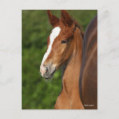 Carte Postale Bob Langrish | Casque de Foie Chestnut Warmblood (Devant)