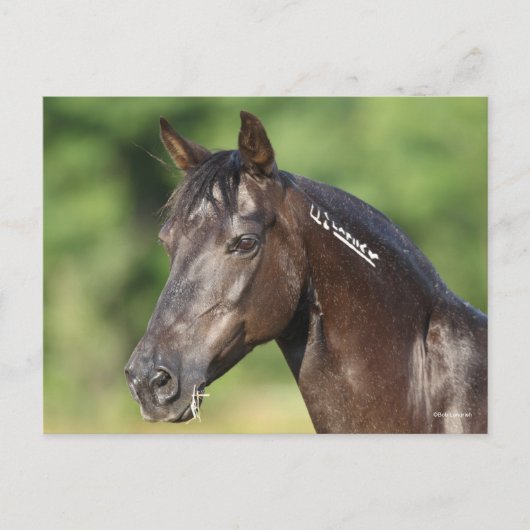 Carte Postale Bob Langrish | Casque espagnol Mustang Mare (Devant)