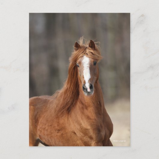 Carte Postale Bob Langrish | Casque Hackney de châtaignes (Devant)