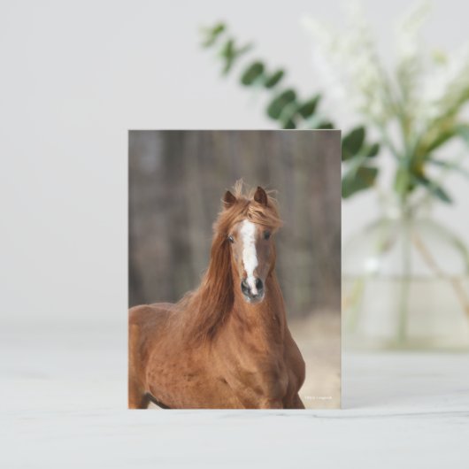 Carte Postale Bob Langrish | Casque Hackney de châtaignes (Debout devant)