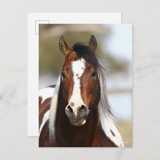 Carte Postale Bob Langrish | Casque Stallion de peinture (Devant / Derrière)