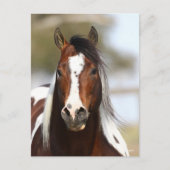 Carte Postale Bob Langrish | Casque Stallion de peinture (Devant)