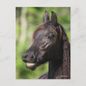 Carte Postale Bob Langrish | Casquette noire Friesian Flehmen (Devant)
