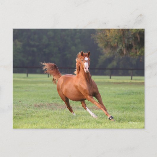 Carte Postale Bob Langrish | Châtaignes Oldenburg Running (Devant)