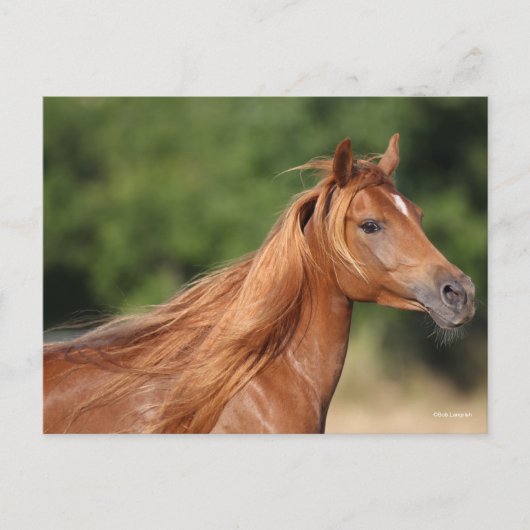Carte Postale Bob Langrish | Chestnut Arab Headshot Mane Flowing (Devant)