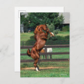 Carte Postale Bob Langrish | Chestnut Arab Stallion Rearing (Devant / Derrière)