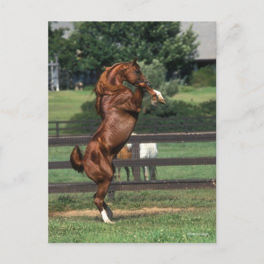 Carte Postale Bob Langrish | Chestnut Arab Stallion Rearing (Devant)