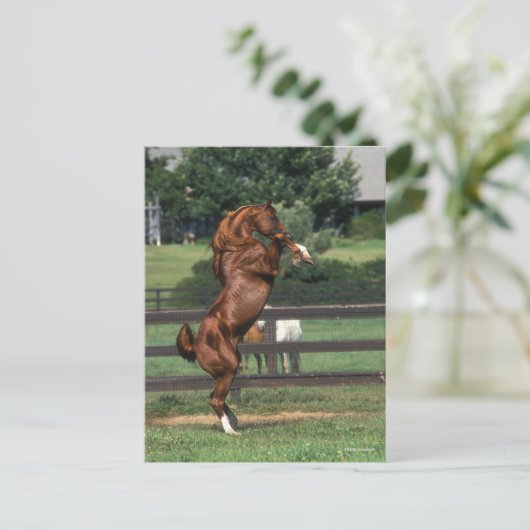 Carte Postale Bob Langrish | Chestnut Arab Stallion Rearing (Debout devant)