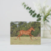 Carte Postale Bob Langrish | Chestnut Quarter Cheval Foal Runer (Debout devant)