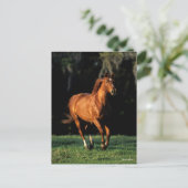 Carte Postale Bob Langrish | Chestnut Warmblood Mare Running (Debout devant)