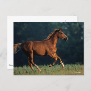 Carte Postale Bob Langrish   Chestnut Warmblood Running