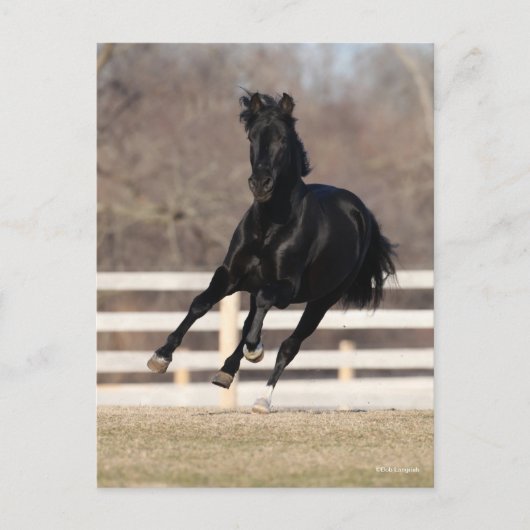 Carte Postale Bob Langrish | Cheval Andalou Noir Courir (Devant)