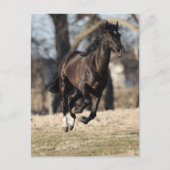 Carte Postale Bob Langrish | Cheval Andalou Noir Courir (Devant)