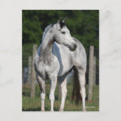 Carte Postale Bob Langrish | Cheval Dapple Grey Quarter debout (Devant)