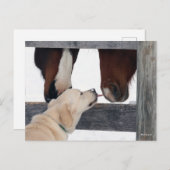 Carte Postale Bob Langrish | Cheval de chien qui lèche le nez (Devant / Derrière)