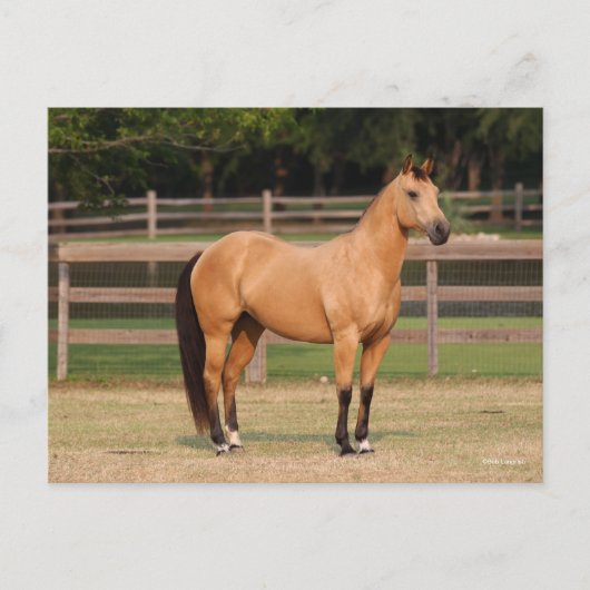 Carte Postale Bob Langrish | Cheval de quart en peau de seau deb (Devant)