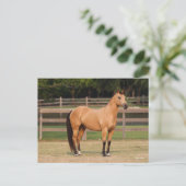 Carte Postale Bob Langrish | Cheval de quart en peau de seau deb (Debout devant)