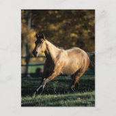 Carte Postale Bob Langrish | Cheval Dun Quarter Courir (Devant)