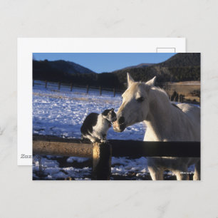 Carte Postale Bob Langrish Cheval et chat dans la neige