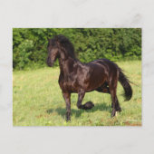 Carte Postale Bob Langrish | Cheval friésien Noir Courir (Devant)