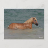 Carte Postale Bob Langrish | Cheval Haflinger Nageant Dans La Me (Devant)