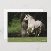 Carte Postale Bob Langrish | Cheval Lusitano Courir (Devant / Derrière)