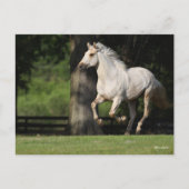 Carte Postale Bob Langrish | Cheval Lusitano Courir (Devant)