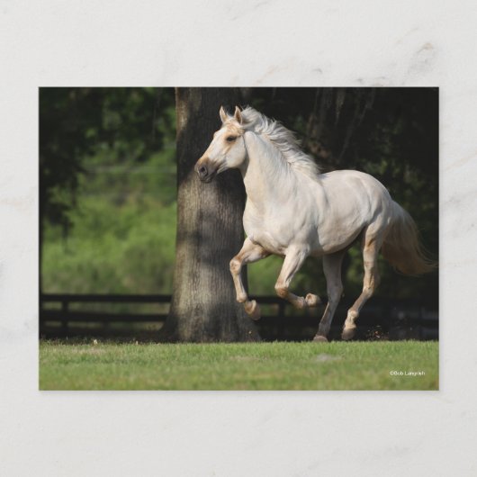 Carte Postale Bob Langrish | Cheval Lusitano Courir (Devant)