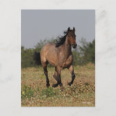 Carte Postale Bob Langrish | Cheval Quart Courant En Fleurs (Devant)