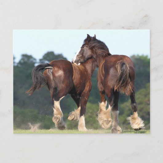 Carte Postale Bob Langrish | Chevaux de la voie ferrée (Devant)