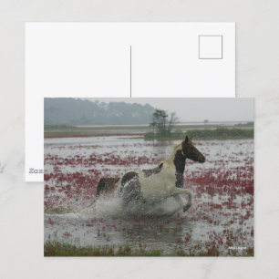 Carte Postale Bob Langrish   Chincoteague Cheval Courir Dans L'E